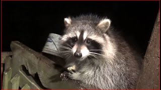 Nineteen Raccoons - Thursday Night