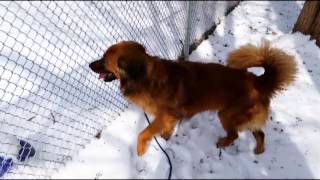 FOHA Buddies   2/19/2015