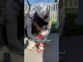 Blind Senior Dog Gets His Very First Toy At 13 | The Dodo