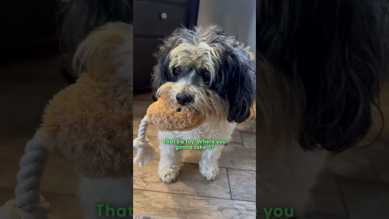 Blind Senior Dog Gets His Very First Toy At 13 | The Dodo