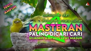 Masteran Sirtu / Cipoh Paling Dicari Dijamin Cepat Masuk