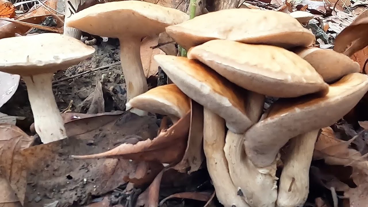 เห็ดผึ้งข้าวหัวหย๋อง ออกเป็นหมู่ๆหมานเต็มกะต่า อ.เชียงคำ พะเยา