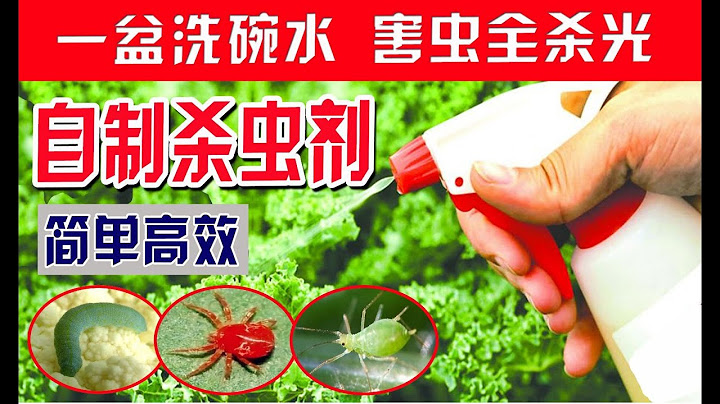 5种自制高效杀虫剂 病虫害壹扫而光 | 家庭园艺常见害虫及习性 | 蚜虫，红蜘蛛，菜青虫，蚧壳虫，潜叶蛾，白粉虱全消灭 | 杀虫剂大全 DIY pesticide - 天天要闻