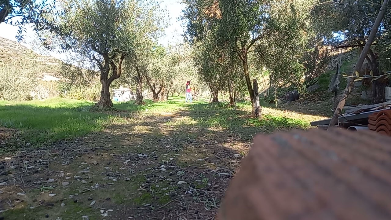 Treating Insects on my Olive Trees 