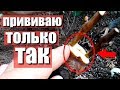 Прививка винограда в расщеп рукава . Прививка винограда черным в зелёное в теплице.