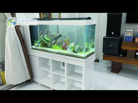Video Hồ thủy sinh 120 tủ gỗ kệ sách tiện lợi | Hồ Cá Cảnh... - youtube