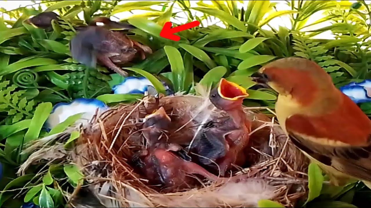 bird house-sparrow baby birds walk out of the nest - YouTube