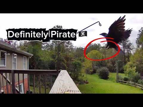 Full Encounter: Pirate Returns to the Ship