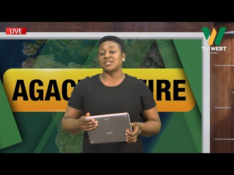 TV WEST LIVE Agacencwire 03 01 2026 Serena Nuwamanya 
