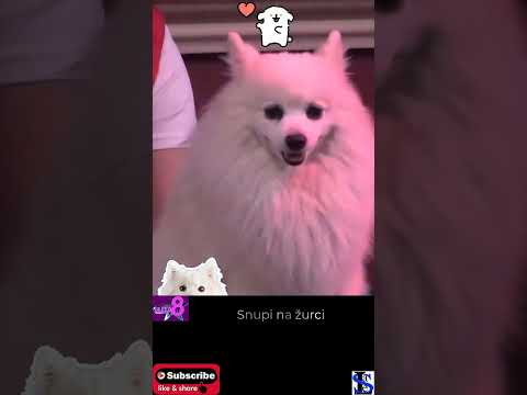 Zadruga Elita 8? Snupi na žurci