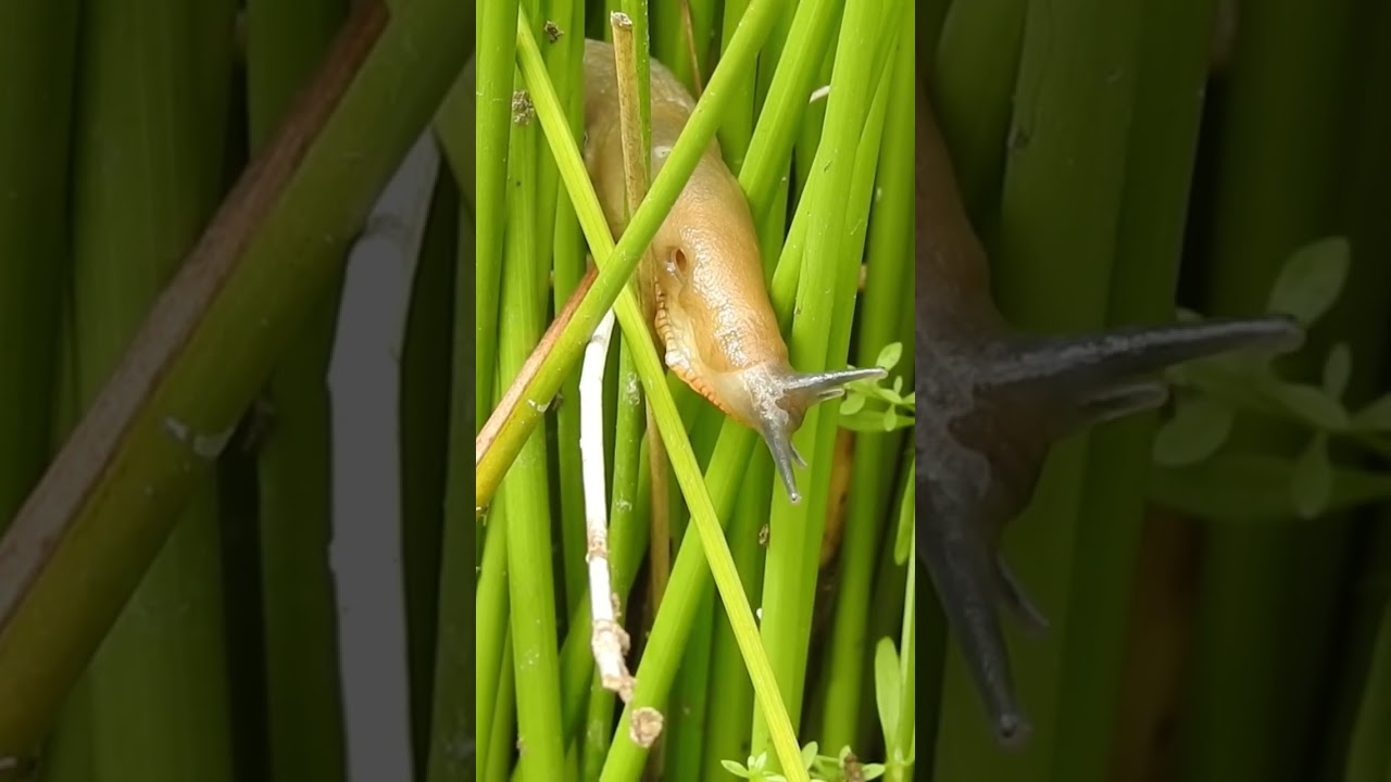 Slug Retracts It’s Eyes 