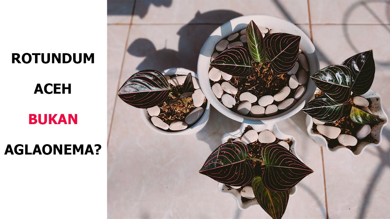 Mengenal Rotundum Aceh