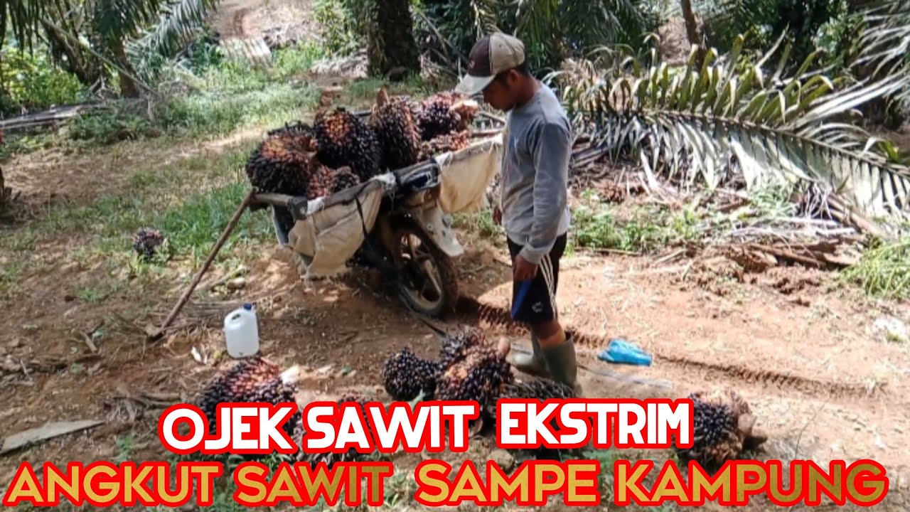 muat sawit ke atas motor untuk di langsir ke kampung