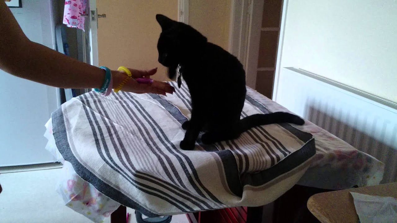 Cat shakes paw Peekaboo YouTube