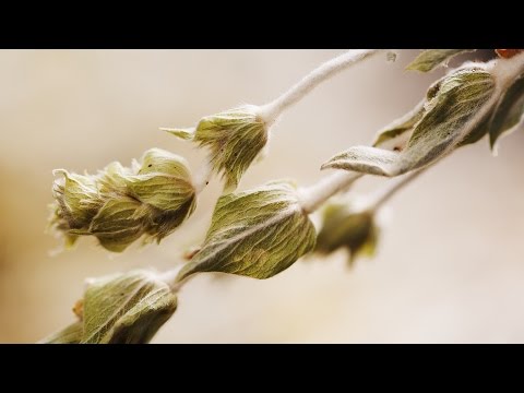 Videó: Hogyan Kell Főzni A Dictamus-t? A Krétai Hegyi Tea Előnyei