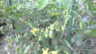 Pruden's Purple hierloom tomatoes. June 2012
