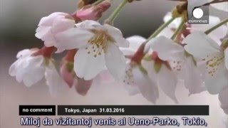 Ĉeriz floraĵoj en Tokio