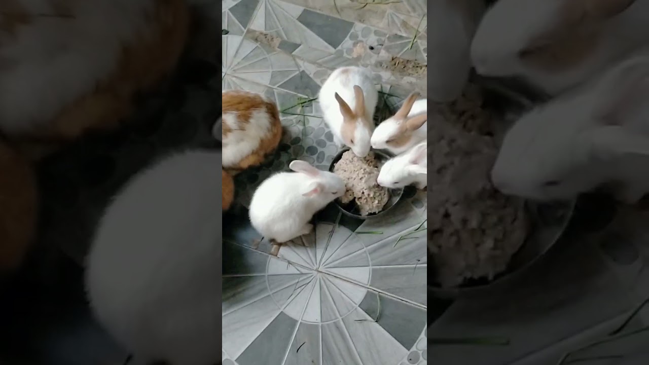 cute rabbit eating food 