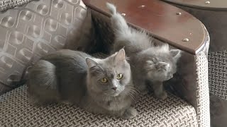 Rescue Stray Kitten Is Thankful After being Adopting By Foster Mother & He Has Brother Too by Love 4 Pets 927 views 5 days ago 3 minutes, 38 seconds