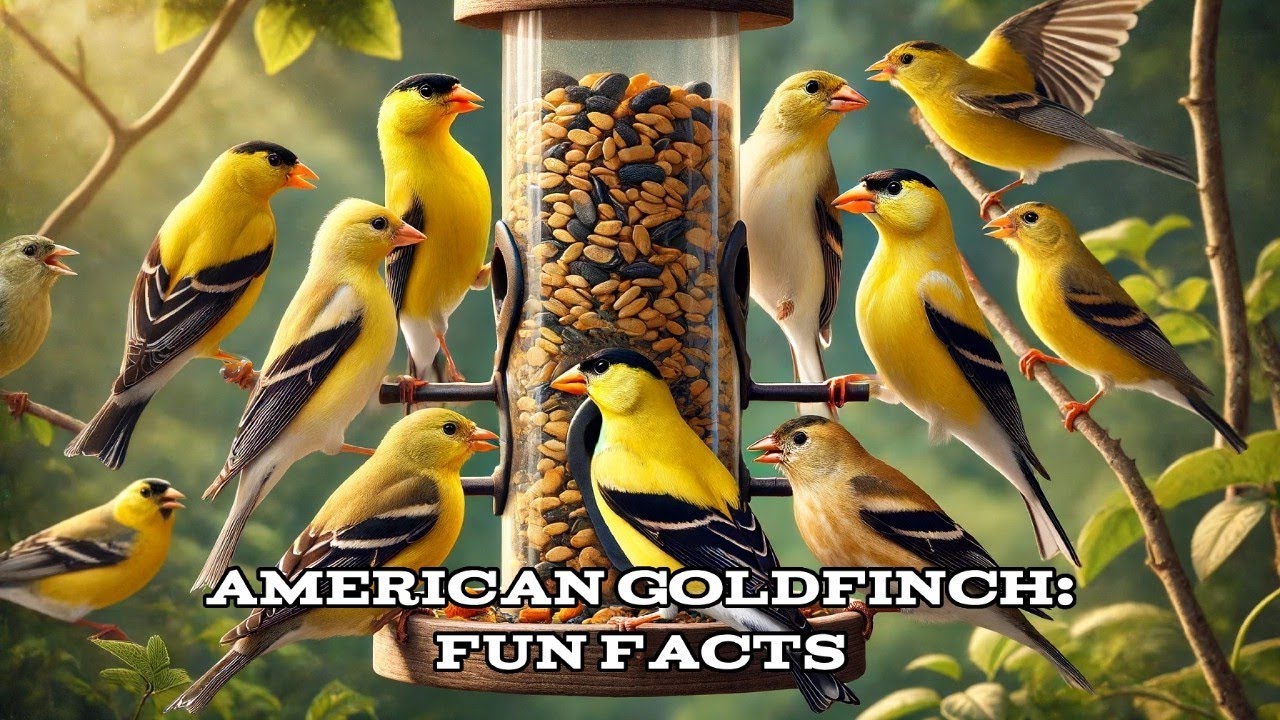 American Goldfinch: Fun Facts