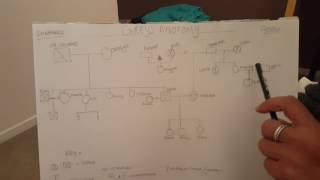 Greys Anatomy Genogram