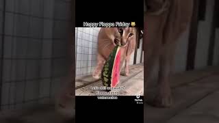Happy Floppa Friday #caracal #floppa #fyp #short