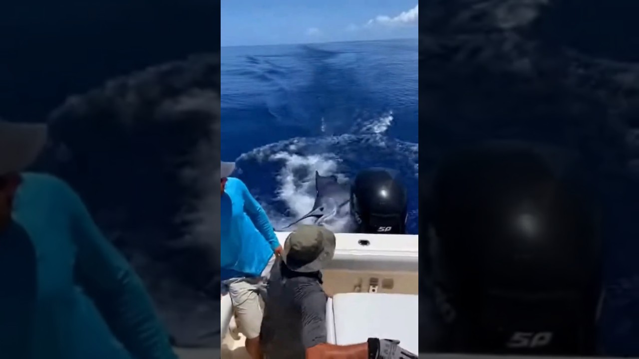 Swordfish crashes into fishing boat 낚시 보트로 뛰어든 황새치… 바다에 혼란이 몰아치다! カジキが漁船に衝突…海上は混乱に包まれる