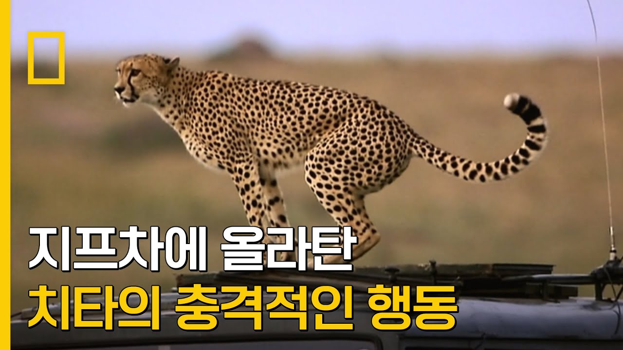 ⁣사진작가의 지프차에 올라탄 치타의 충격적인 행동!