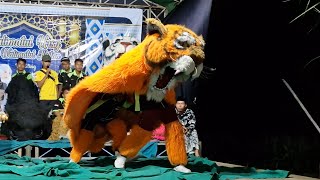 Can Macanan ngamuk kejar Bocil di jalan kirab new pandawa di blerong guntur