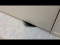 お風呂から上がると犬の毛が出待ちしてくれていました