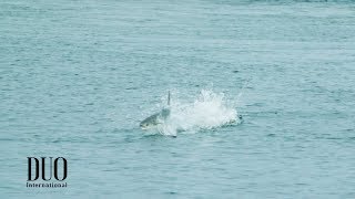 Topwater Trevally Chase with Realis Pencil