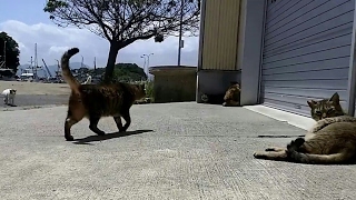 カメラ見て集まってきた猫島の猫「なんだ餌じゃないのか」で昼寝に戻る