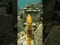 Seahorse POV: Tiny Camera Explores Hidden Mysteries of the Deep Ocean Floor #wildlife #tinyworld