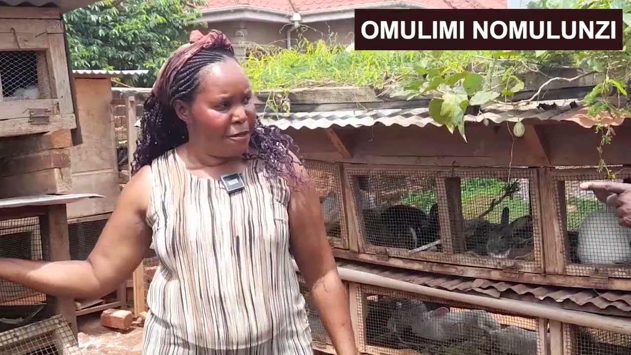 Okulunda emesse  rat farming  part three