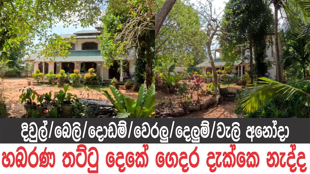 කොස්ගස් 4, කජුපැල 50, පැලපොල් 100, කිලෝපේර, අඹ අක්කර එකහමාරක ගෙදර #ApeSuduMalli-සුදුමල්ලි