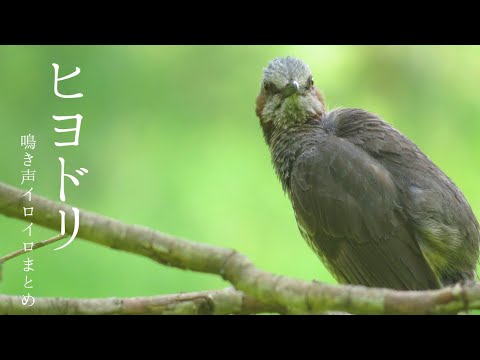 ヒヨドリの鳴き声はどんな感じ？意味はあるの？【動画】
