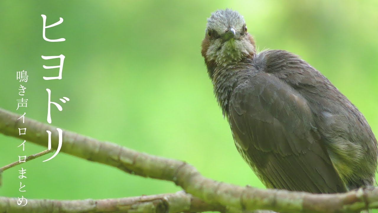 ヒヨドリの鳴き声はどんな感じ 意味はあるの 動画