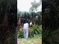 TKW Tebang Pohon #trending #fypviral #tkwtaiwan #shorts #tebang_pohon #lansia#kebun#taiwan#viral