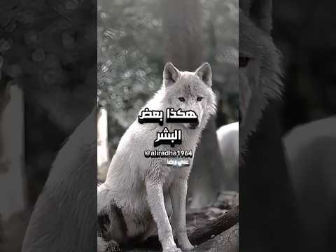 هكذا بعض البشر 