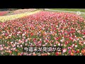 チューリップは好きですか?滝野すずらん丘陵公園
