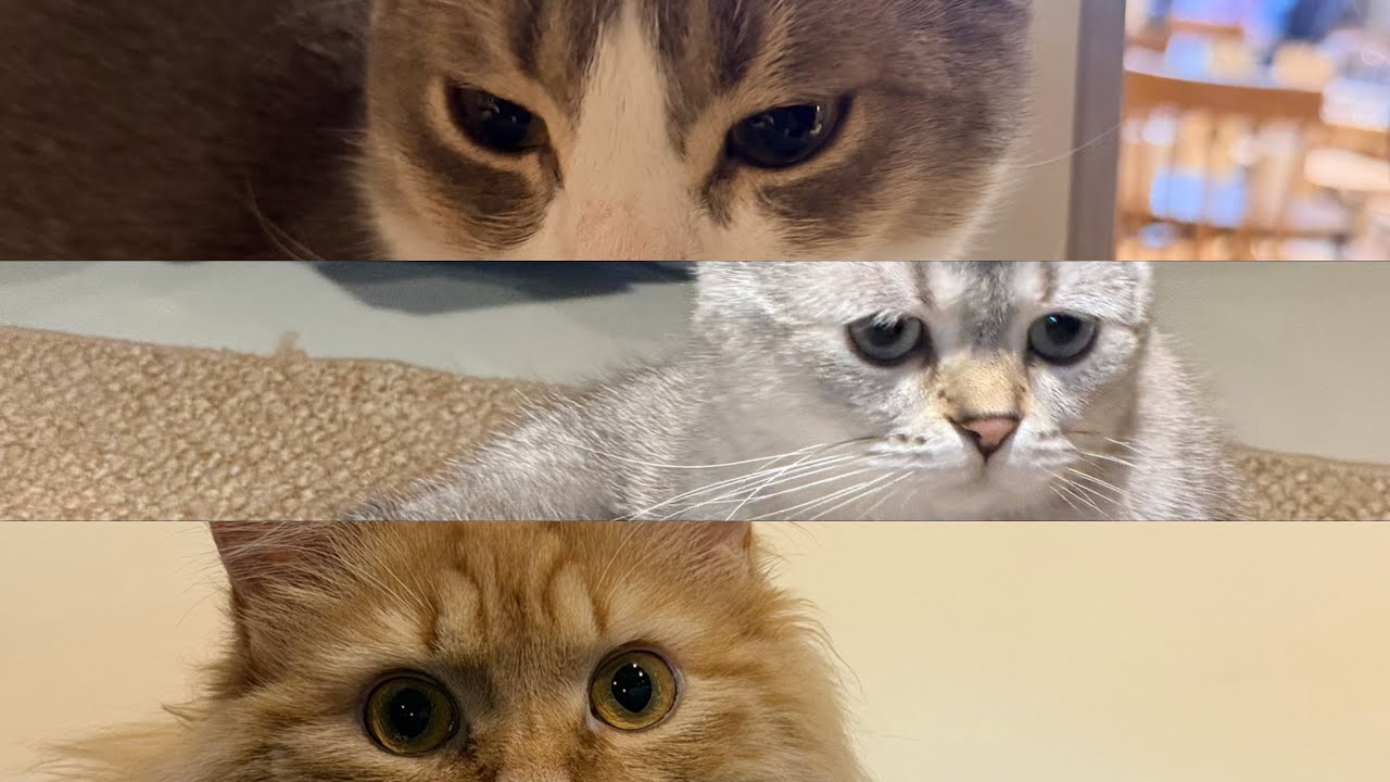 CONOCIENDO UN CAT CAFÉ EN SEÚL 