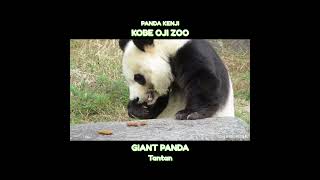 タンタン、おやつタイム✨ #神戸市 #王子動物園 #shorts