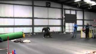 Face Attack with Recall - Spitfire Des Barriques RN SchH1 MR1