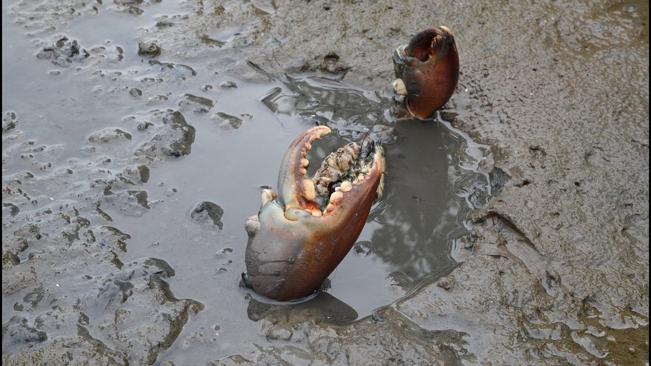 Low Tide Adventure: Finding Giant Mud Crabs in the Swamp