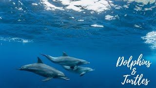 Dolphins & Turtles | Calm | Relax | Stress Relief