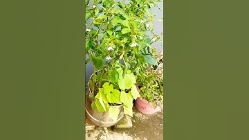 घर में शमी का पौधा है तो कुछ बातों का विशेष ध्यान रखे❤️#upay #katha #shiv  #pradeepmishrajidhankeu