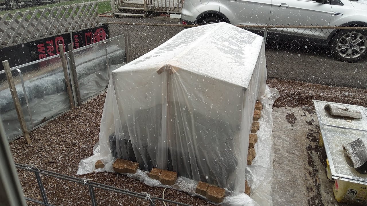 Protecting Our Onions From Snow And Frost 3/18/24