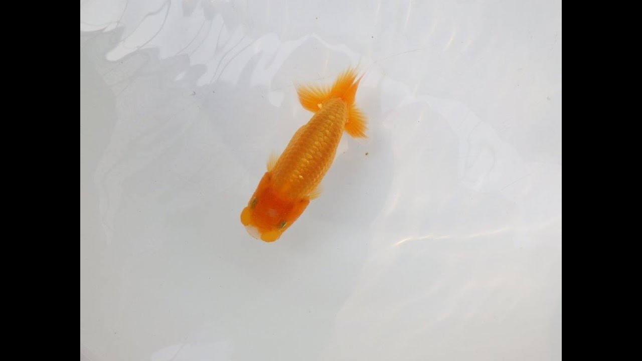 ◆本命・日本一フンタン系統・当歳・特選種魚◆14cm雌◆k-30◆