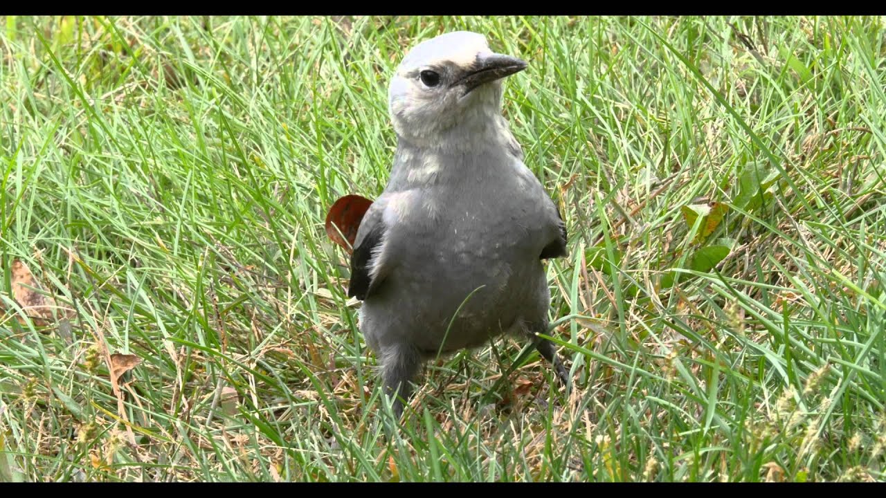 Clark's Nutcracker