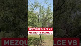 Mezquite Dulce VS Mezquite Blanco🌳🌲✅🇲🇽 #arbolesnativos #plantas #jardin #mezquite #reforestacion